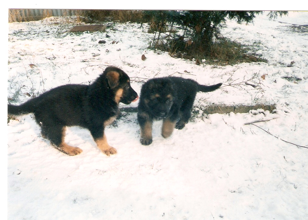skenovat0001