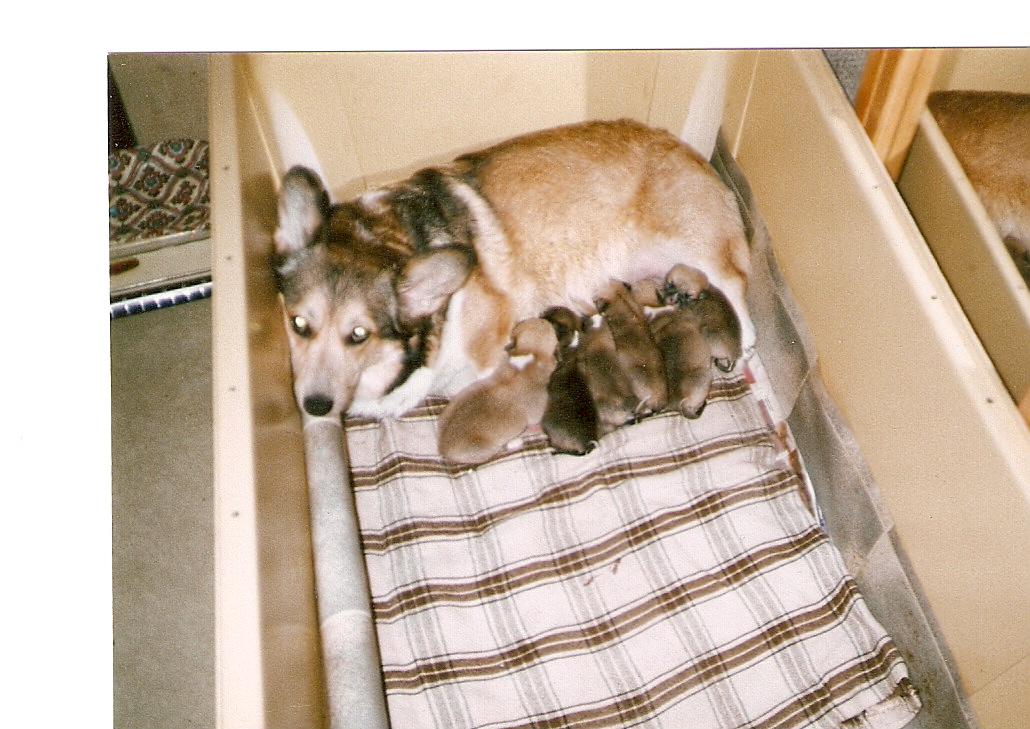 skenovat0004