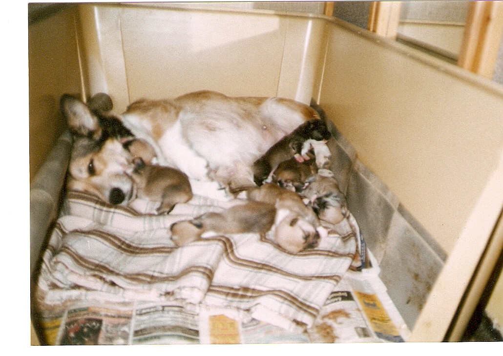 skenovat0006