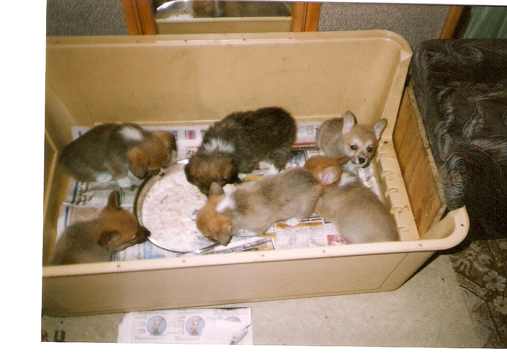 skenovat0018
